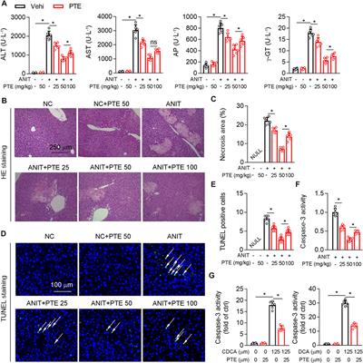 Pterostilbene Alleviates Cholestasis by Promoting SIRT1 Activity in Hepatocytes and Macrophages